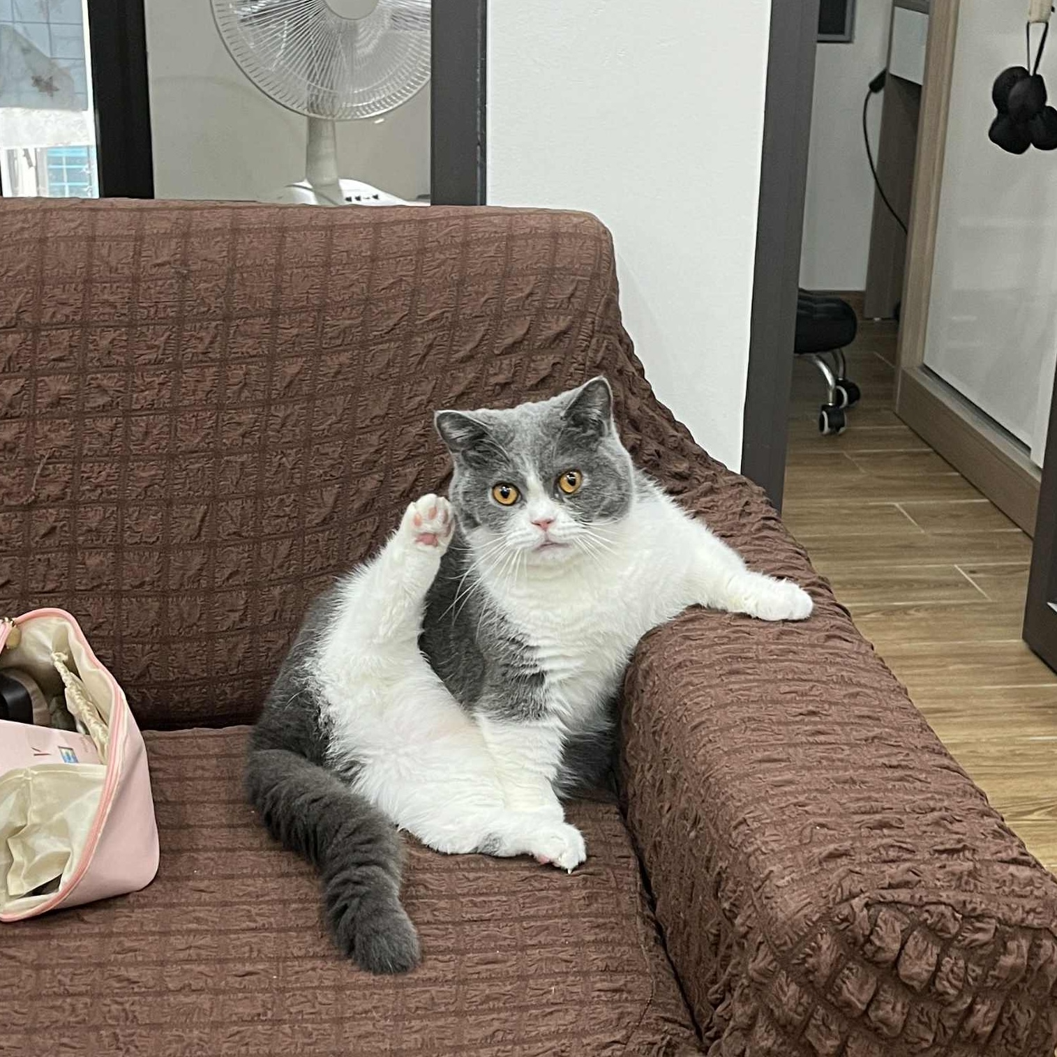 My Little Cat (Milo) 🐄