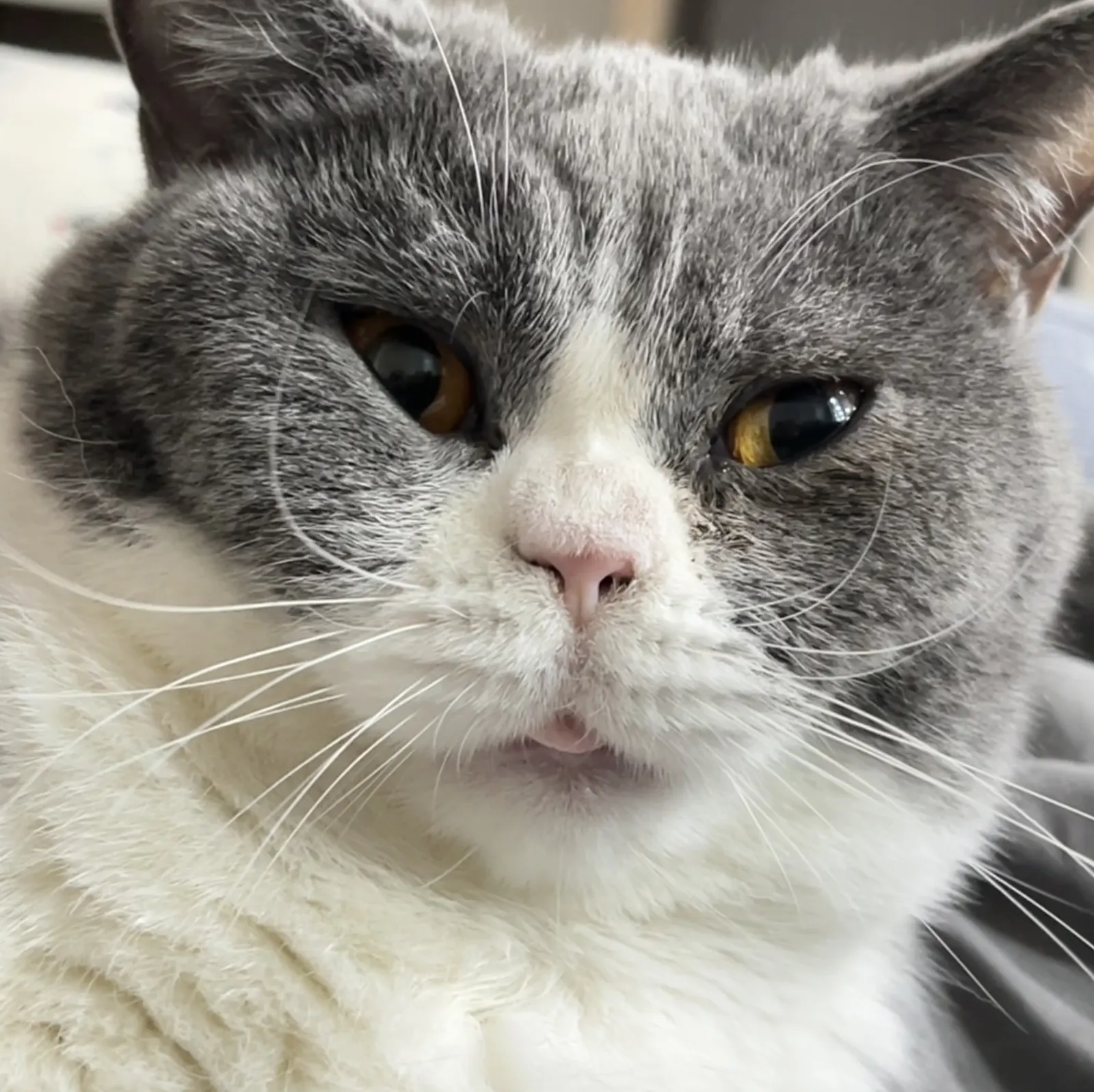 Bleeee