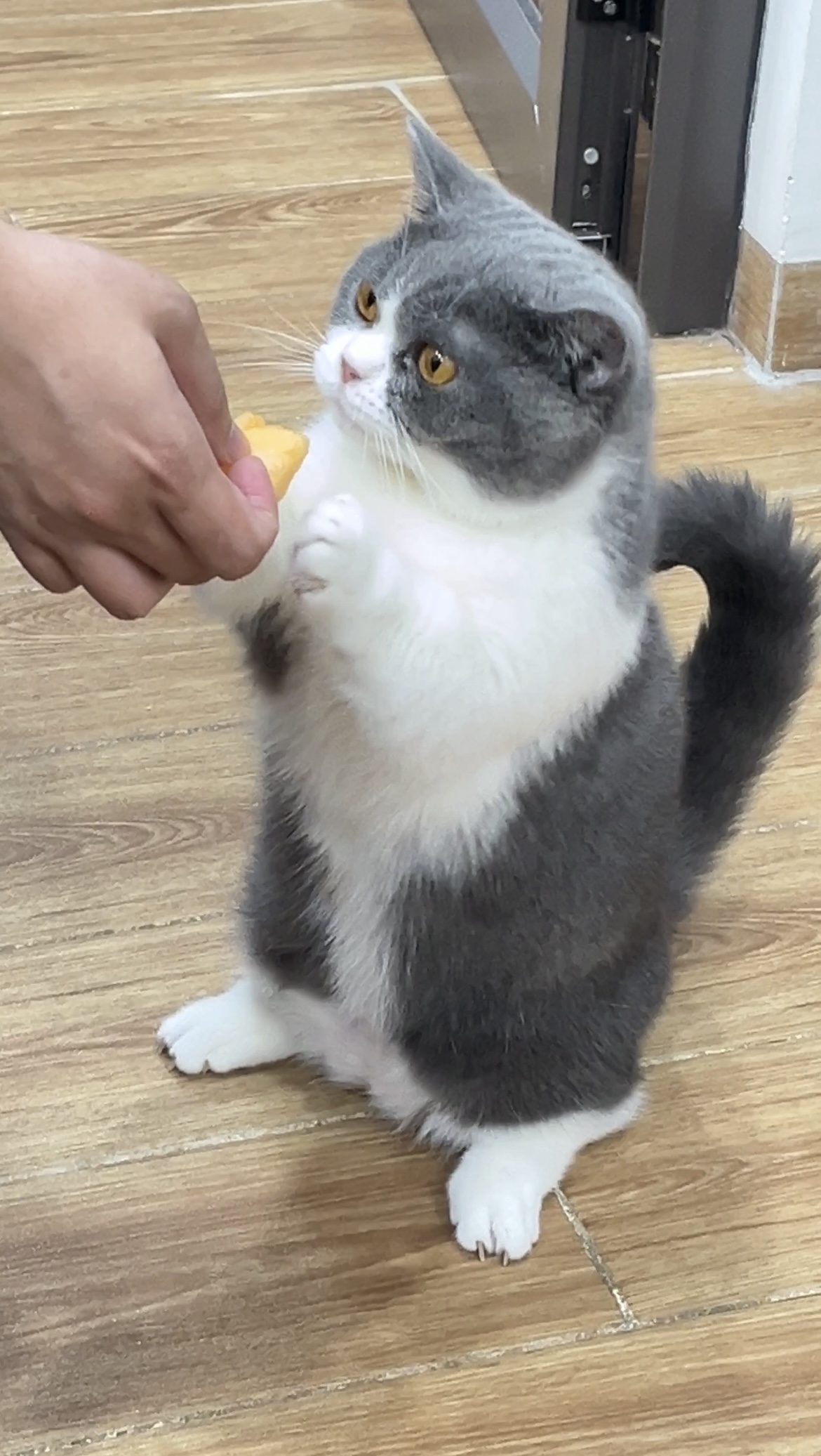 Milo standing up asking for food